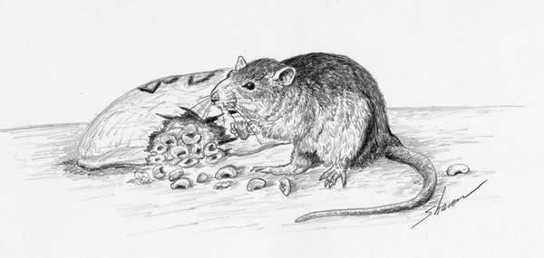 Rat eating food off a kitchen table, drawing